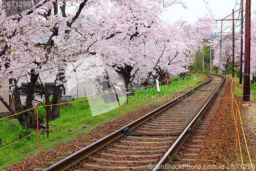 Image of Railway with sakura tree