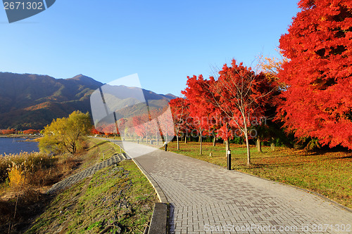 Image of Red maple tree in japan garden