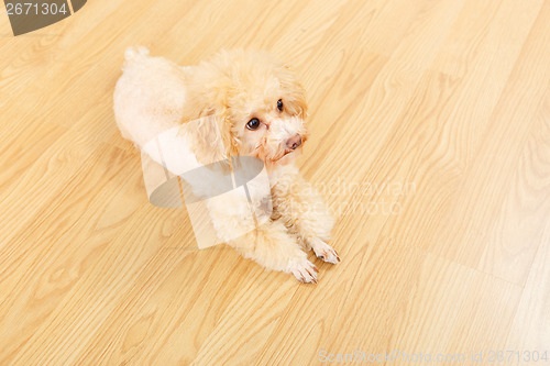 Image of Toy poodle lying on floor