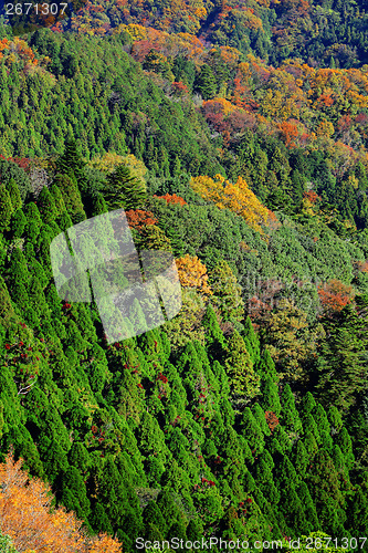 Image of Autumn forest on mountain