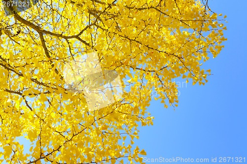 Image of Gingko tree