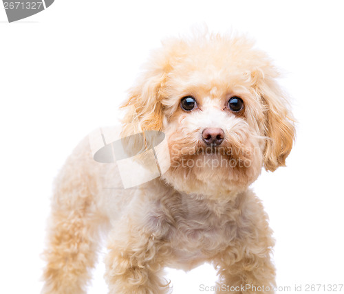 Image of Brown poodle isolated on white