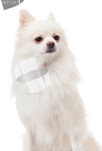 Image of White pomeranian portarit