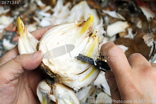 Image of Narcissus bulb cut by human hand