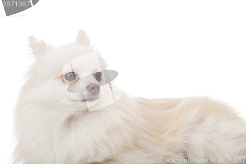 Image of White pomeranian lying down