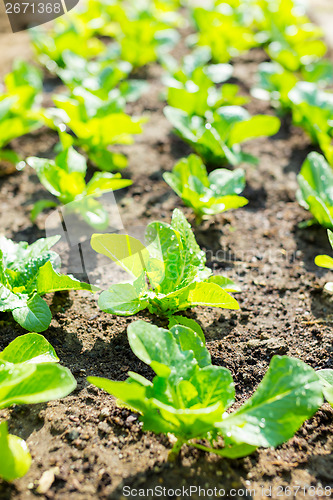 Image of Lettuce field