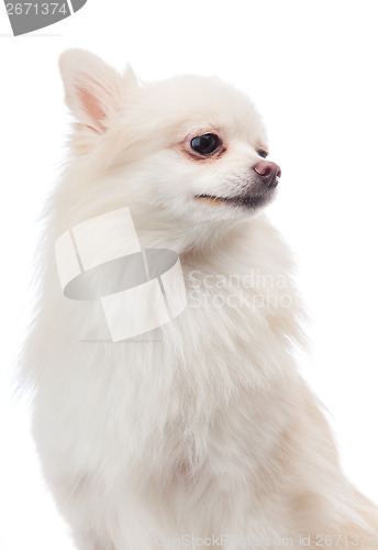 Image of White pomeranian looking aside