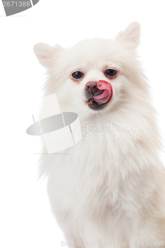 Image of White pomeranian licking its nose