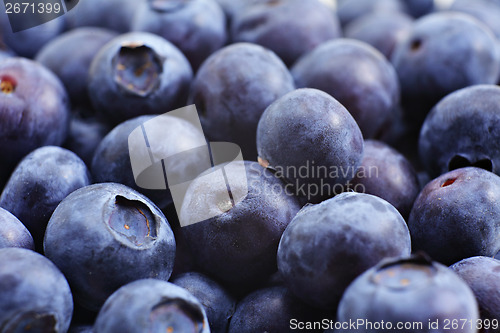 Image of Blueberry