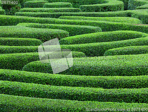 Image of Green plant maze