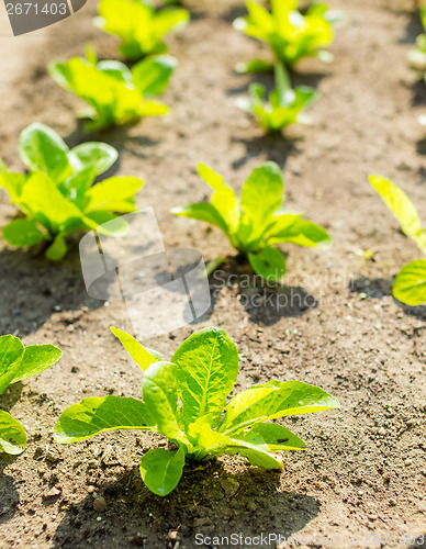 Image of Young lettuce field