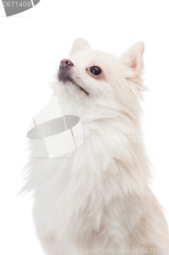 Image of White pomeranian looking at top