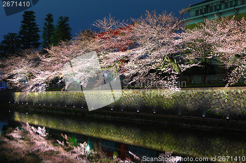 Image of Biwa lake canal with sakura tree at night