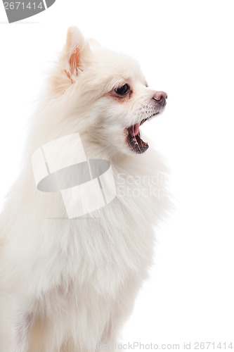 Image of White pomeranian yawning