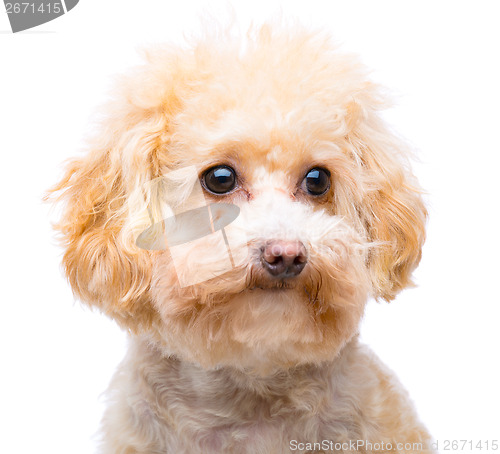 Image of Brown poodle isolated