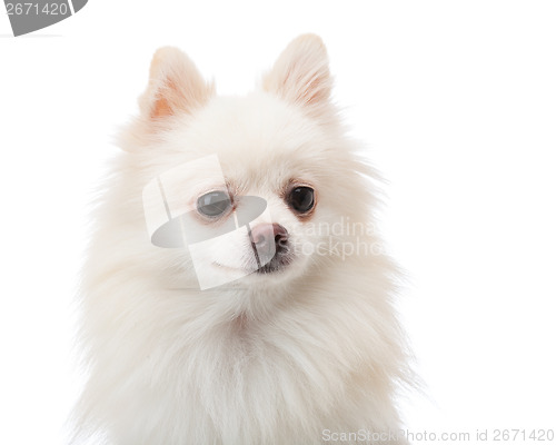 Image of White pomeranian