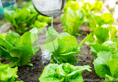 Image of Fertilizer of lettuce field