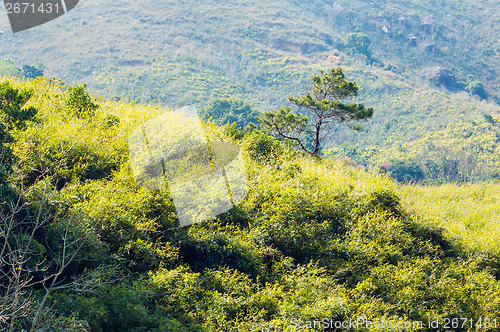 Image of Pine tree on mountain 