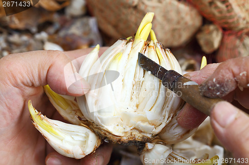 Image of Cutting narcissus bulb