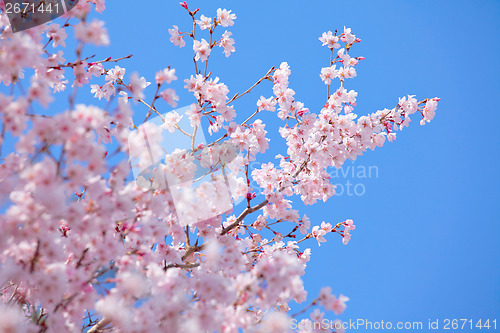 Image of Sakura tree with blue sky