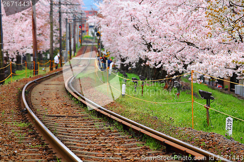 Image of Railway and sakura tree