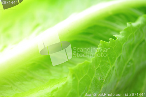 Image of Lettuce texture close up