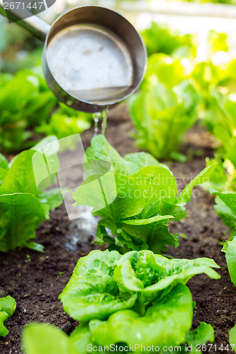 Image of Fertilization of lettuce