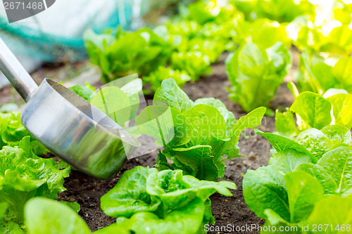 Image of Fertilizer of lettuce