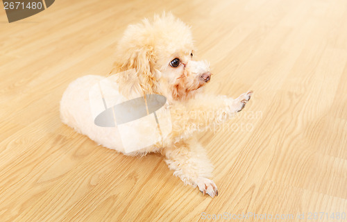Image of Toy poodle lying on floor and giving hand