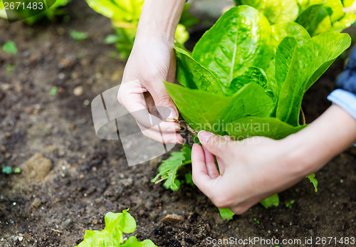 Image of Cultivate lettuce