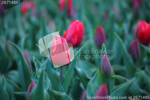 Image of Red tulip