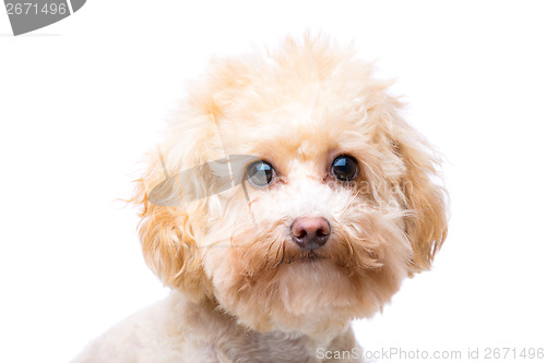 Image of Brown poodle