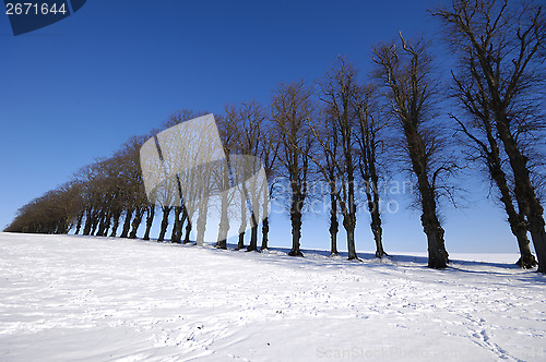 Image of Trees on hill at winter