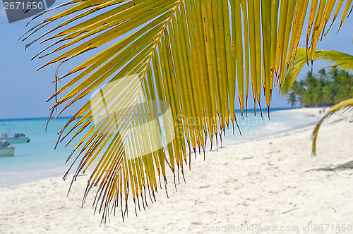 Image of Palm leaf hanging over exotic beach