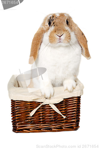 Image of Rabbit sitting in a basket