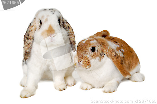 Image of Two rabbits isolated on a white background