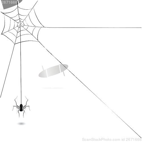 Image of spider