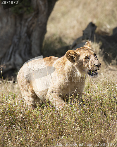 Image of adolescent lion (Panthera leo) 