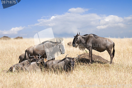 Image of herd of wildebeests