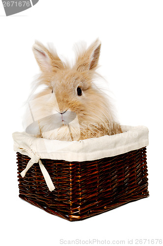 Image of Rabbit sitting in a basket