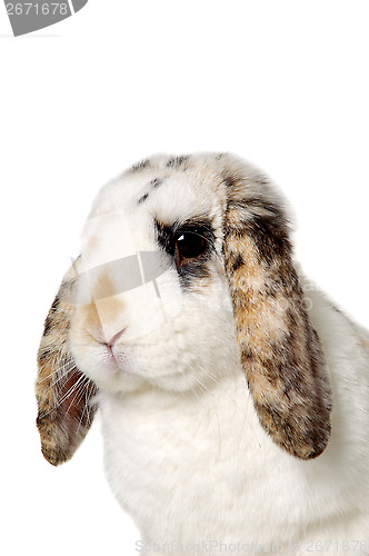 Image of Rabbit face