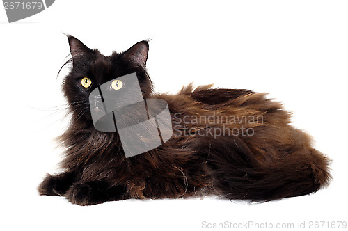 Image of Black cat isolated on a white background