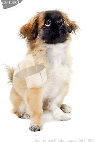 Image of Puppy dog sitting on white background