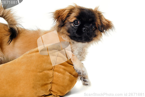 Image of Puppy in dog bed