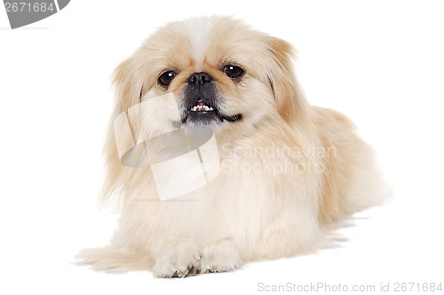 Image of Pekingese dog isolated on a white background