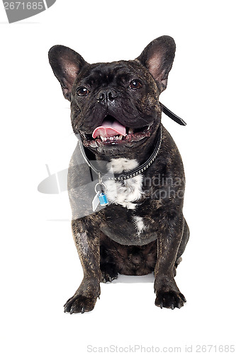 Image of French Bulldog dog on white background