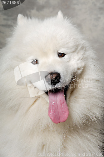 Image of Face of samoyed dog