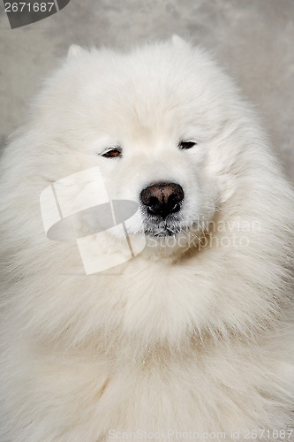 Image of Face of samoyed dog