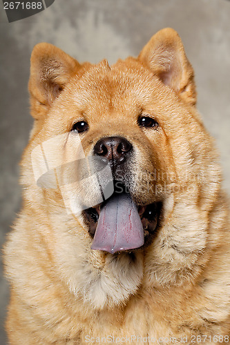 Image of Face of Chow dog