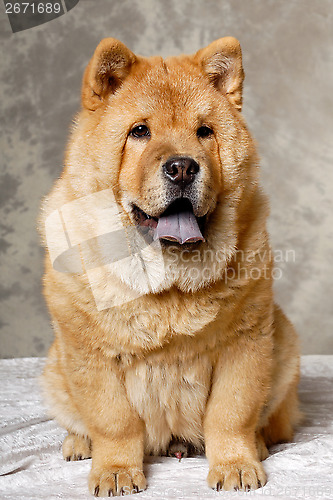 Image of Chow dog resting